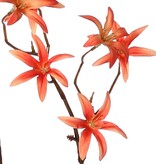 Tweedia 'Warm Fall' mit 3 Zweigen, 21 Blüten (Ø 5 cm), ohne Blätter, 90 cm