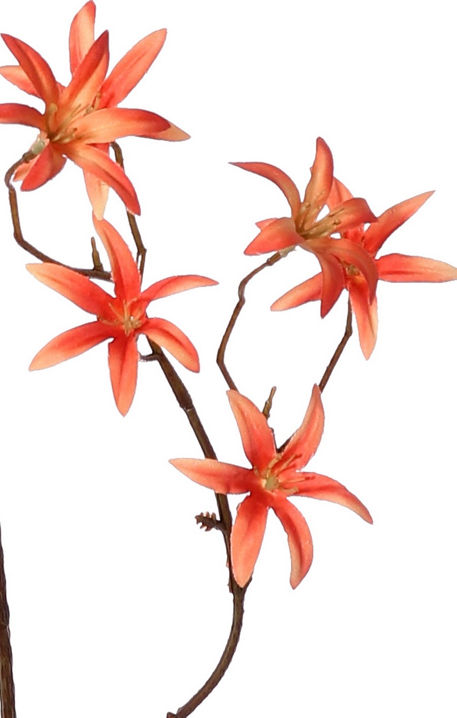 Tweedia bloementak 'Warm Fall' met 3x vertakt, 21 bloemen (Ø 5 cm), geen blad, 90 cm