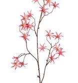 Tweedia bloementak 'Warm Fall' met 3x vertakt, 21 bloemen (Ø 5 cm), geen blad, 90 cm