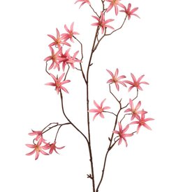 Tweedia bloementak 'Warm Fall' met 3x vertakt, 21 bloemen (Ø 5 cm), geen blad, 90 cm