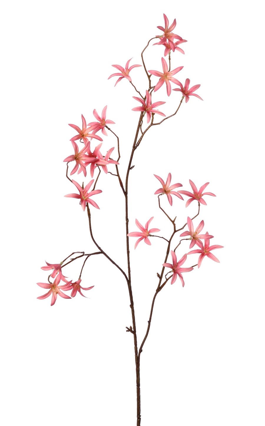 Tweedia 'Warm Fall' con 3 ramas, 21 flores (Ø 5 cm), sin hojas, 90 cm