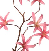 Tweedia 'Warm Fall' mit 3 Zweigen, 21 Blüten (Ø 5 cm), ohne Blätter, 90 cm