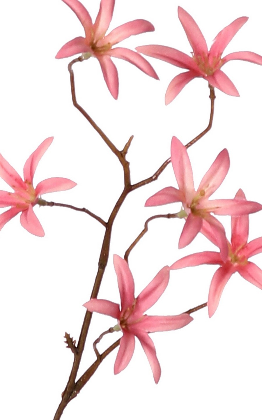 Tweedia bloementak 'Warm Fall' met 3x vertakt, 21 bloemen (Ø 5 cm), geen blad, 90 cm