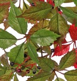 Wilder Weinstrauch (Parthenocissus) 'Sparkling Nature', 10 Triebe, 315 Blätter & 56 künstliche Beeren, 76 cm