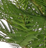 Alsophila dealbata (tree fern) with 3 wooden trunks & 36 plastic fronds, 70 cm