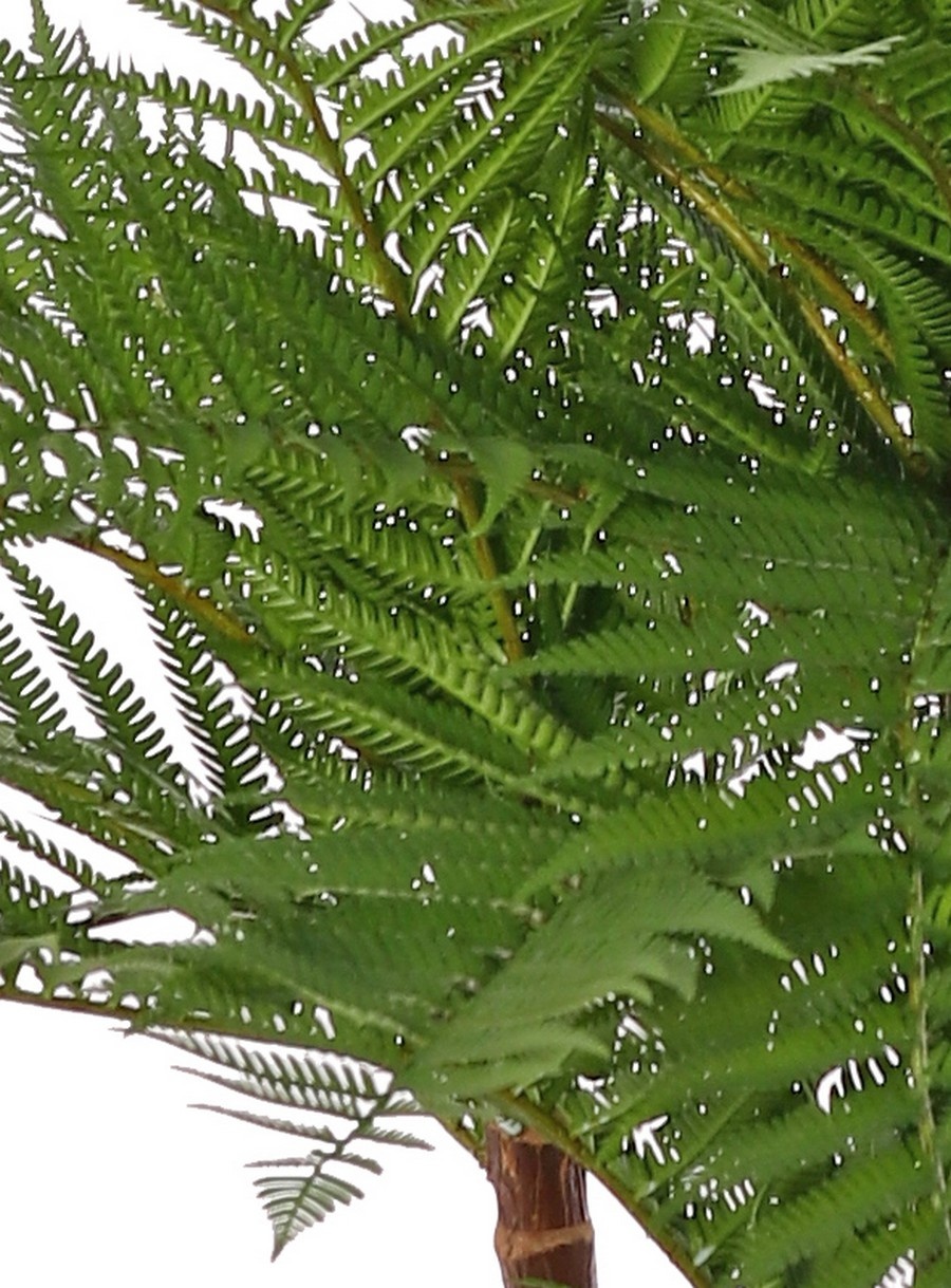 Alsophila dealbata (Boomvaren) met 3 houten stammen & 36 plastic varenbladeren, 70 cm