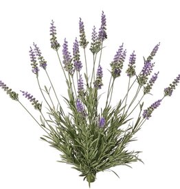Lavendelplant (Lavandula) met 28 bloemen & 152 bladeren, 56 cm, BY MK! UV bestendig