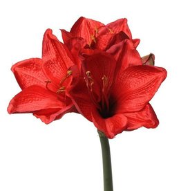 Amaryllis (hippeastrum) "Lisa" 54cm