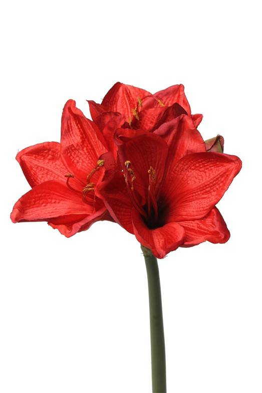 Amaryllis (hippeastrum) "Lisa" 3 grande flores, 1 capullo, 54cm