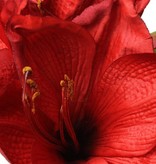 Amaryllis (hippeastrum) "Lisa" mit 3 Blueten & 1 Knospe 54cm