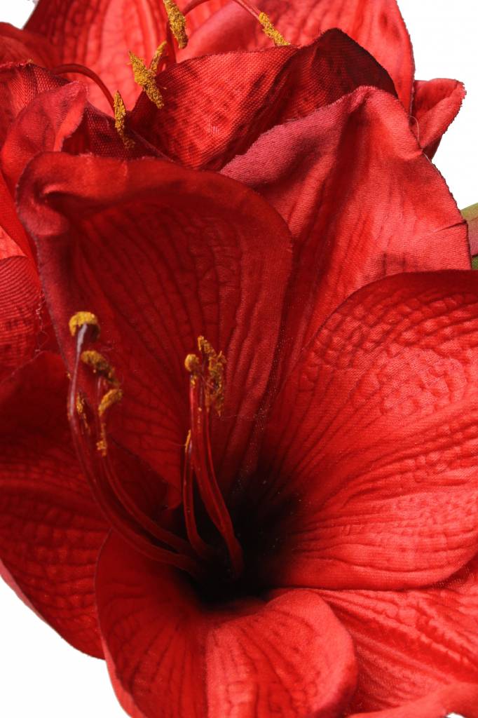 Amaryllis (hippeastrum) "Lisa" mit 3 Blueten & 1 Knospe 54cm