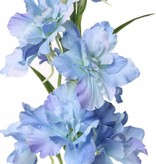 Delphinium, 12 flrs., 8 bud, 3 lvs, 60cm