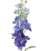 Delphinium (Ridderspoor) 60cm