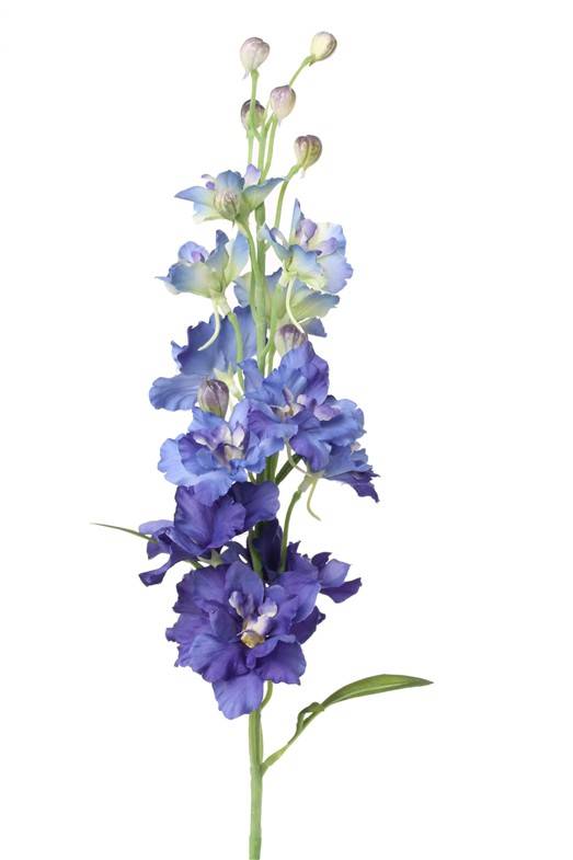 Delphinium, 12 flrs., 8 bud, 3 lvs, 60cm