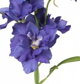 Delphinium, 12 flrs., 8 bud, 3 lvs, 60cm