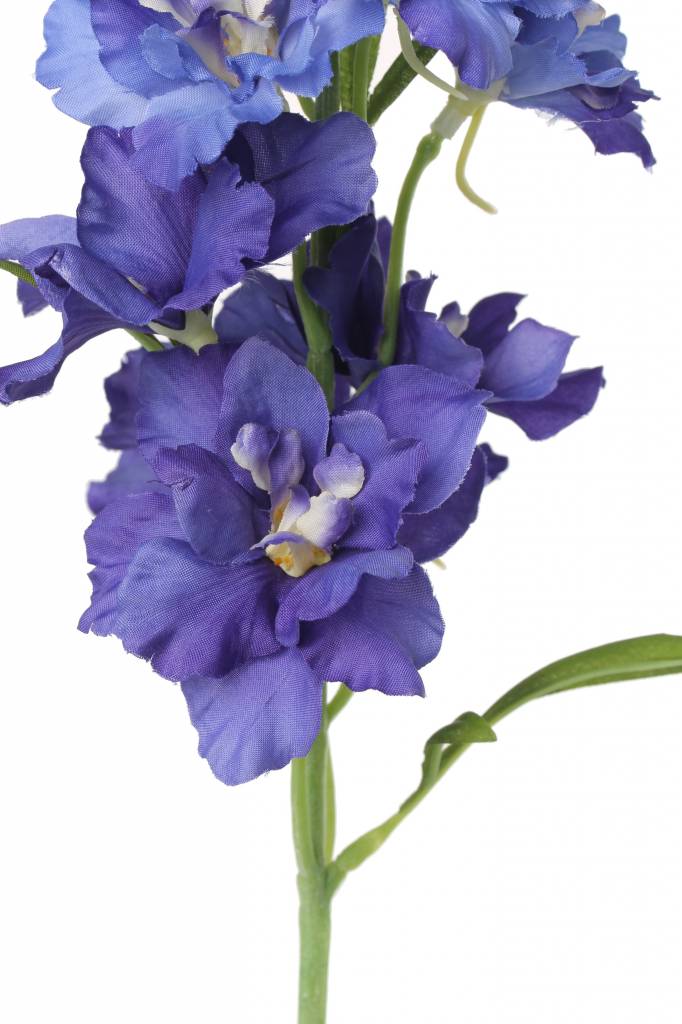 Delphinium, 12 flores., 8 capullos, 3 hojas,  60 cm