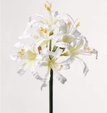 Nerine bowdenii,  6 flores, 71cm
