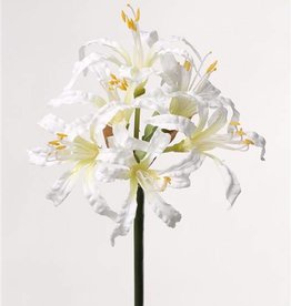 Nerine bowdenii x 6flrs, 71cm