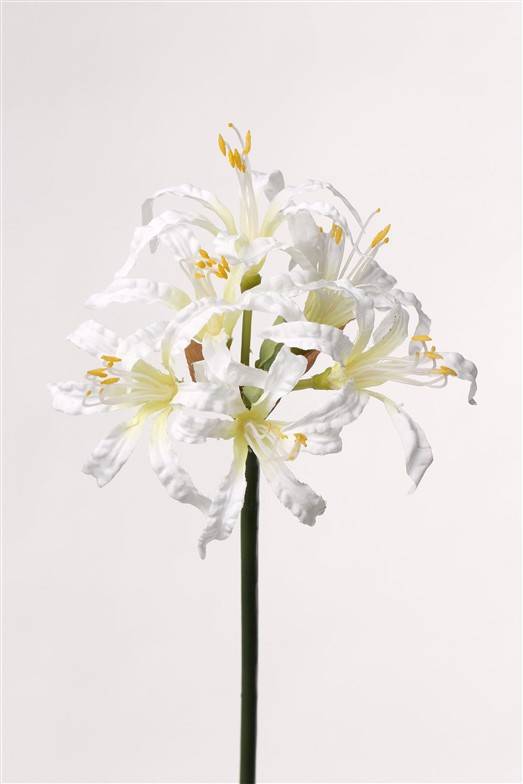 Nerine bowdenii,  6 flores, 71cm