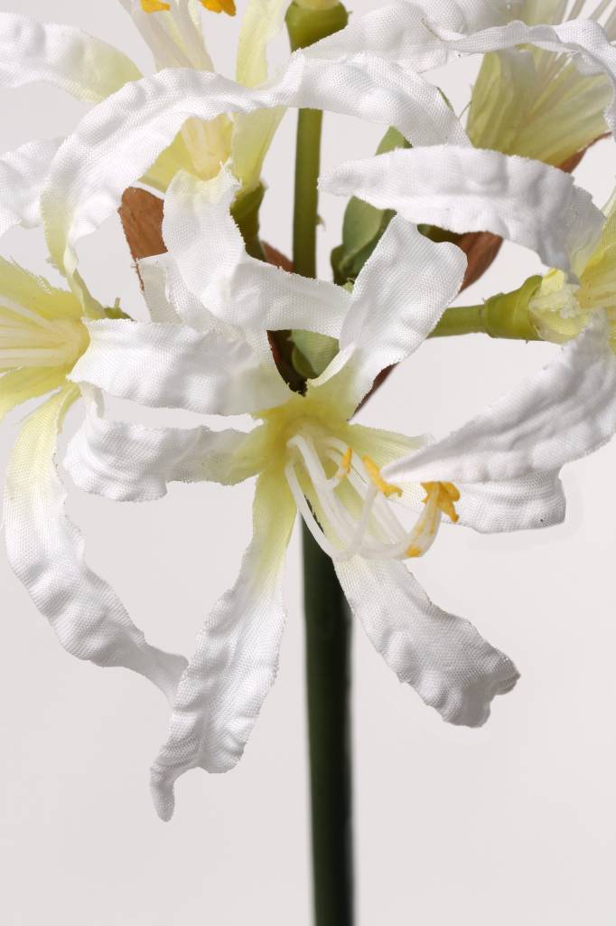 Nerine bowdenii,  6 flores, 71cm