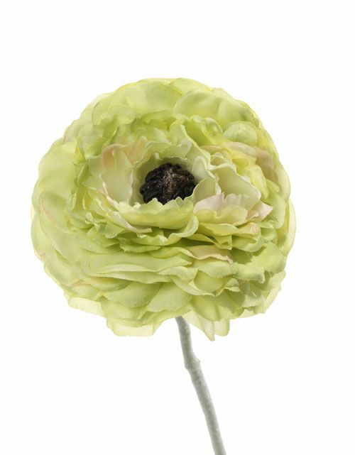 Ranunculus "little joy", 1 flor, flocked rama, 36cm, Ø 8cm