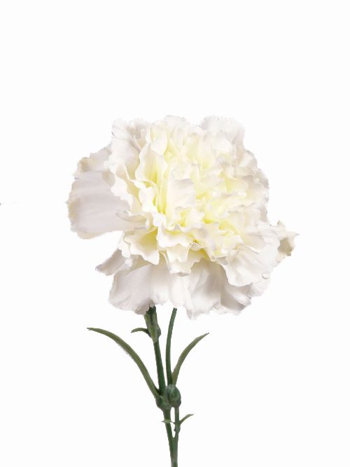 Clavel, (Dianthus) cap/h 60cm