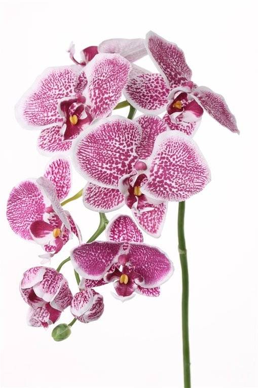 Phalaenopsis / Orchidee x6 3knp 75cm Ø 8-11cm