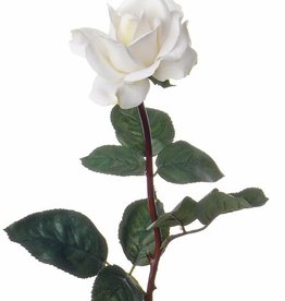 Rose Caroline 70 cm