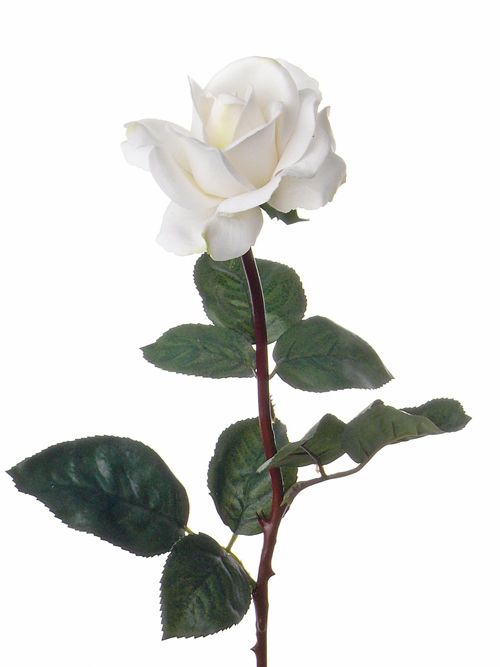 Rosa Caroline, real touch, 70cm, Ø7,5cm