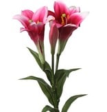 Lily "longiflorum" (easter lily) x2 flrs, x1 bud, 7 lvs, 76cm