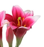 Lelie "longiflorum" (easter lily) x2 flrs, x1 bud, 7 lvs, 76cm