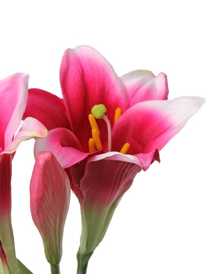 Lelie "longiflorum" (easter lily) x2 flrs, x1 bud, 7 lvs, 76cm