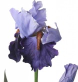 Iris - Schwertlilie - de luxe, 1 Knospe, 2 Blätter, 71 cm