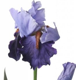 Iris spray de luxe x2 1flr & 1 bud & 2 lvs 71cm