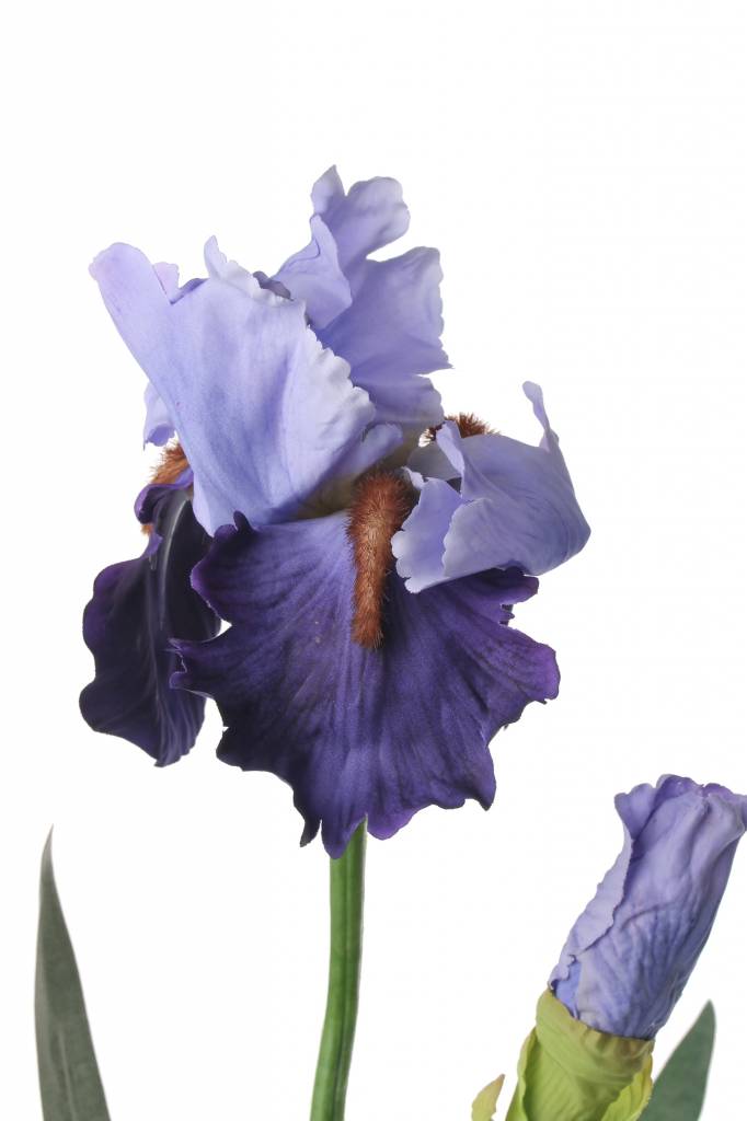 Iris - Schwertlilie - de luxe, 1 Knospe, 2 Blätter, 71 cm