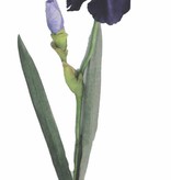Iris - Schwertlilie - de luxe, 1 Knospe, 2 Blätter, 71 cm