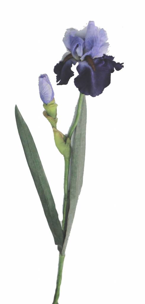 Iris - Schwertlilie - de luxe, 1 Knospe, 2 Blätter, 71 cm