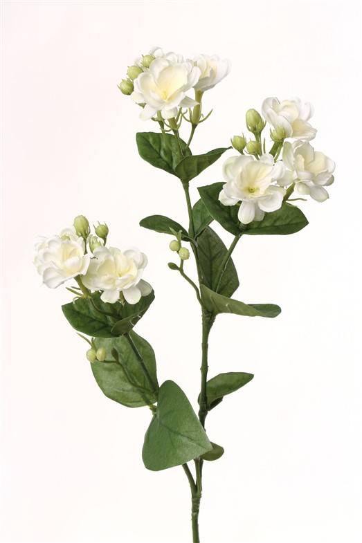 Jasmijntak (Jasminum) x9 flrs, 15buds, 14 lvs 60cm