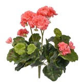 Geranie, französich, (Pelargonium grandiflora), 9 Ausläufer, 92 Blüten, (5 Blütenstände) & 52 Blätter, Ø 30 cm, H. 37 cm