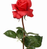 Rose Caroline 70cm, real touch, Ø ca. 7,5cm