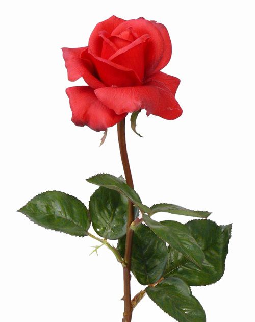 Rose Caroline 70cm, real touch, Ø ca. 7,5cm