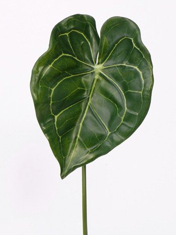 Anthurium leaf, 67cm