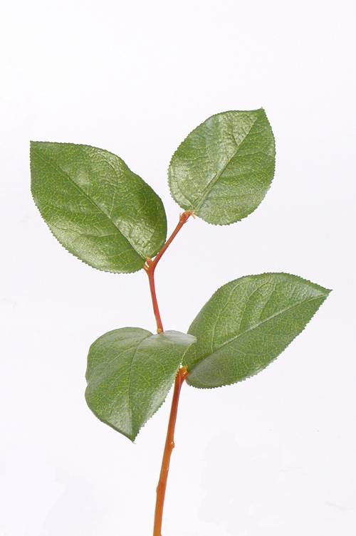 Appleleaf branch pick x4lvs, 35cm