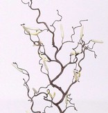 Tortuous hazel, 66cm