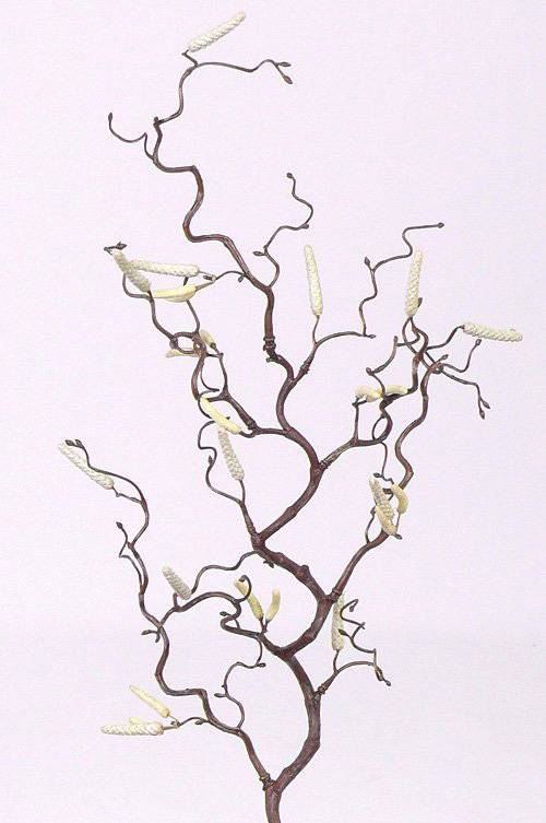 Tortuous hazel, 66cm