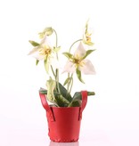 Trillium, 3 flores, 5 bollos, 3 hojas,  40cm - oferta especial