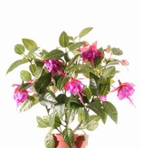 Fuchsien-Pflanze (Fuchsia) x12Bl & 108Blt, 30cm