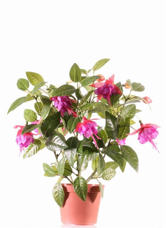 Fuchsia plant in pot x12flrs & 108lvs 30cm