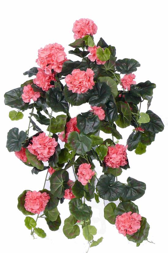 Geranium (french), Pelargonium peltatum, 10 branches, 232 flowers, 128 leaves, 70cm