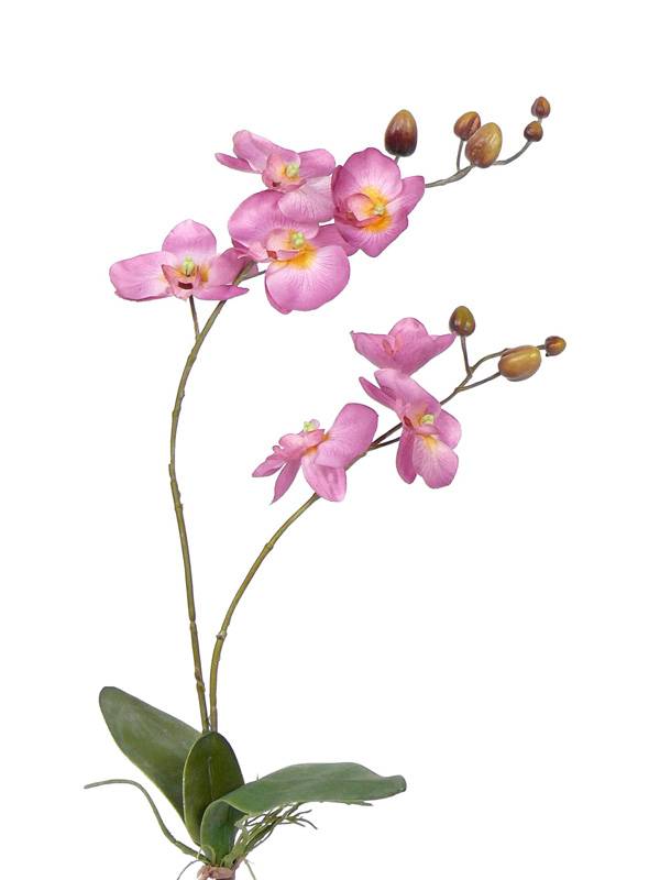 Phalaenopsis Orchidee mit Blatt & Wurzeln 75cm